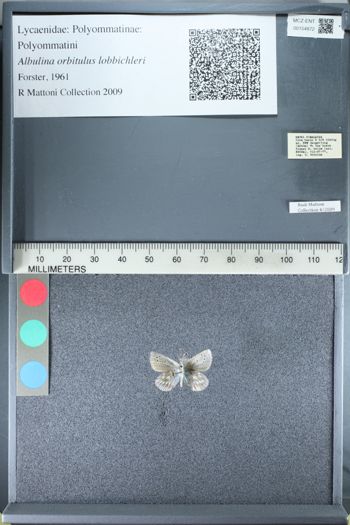 Media type: image;   Entomology 154872